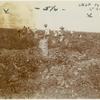 Japanese workers harvesting potatoes in the San Joaquin Valley, California