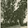 Lomita Street, a beautiful residential street of Glendale