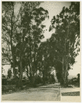 Lomita Street, a beautiful residential street of Glendale