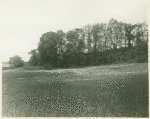 Empty field of wildflowers, Darien.