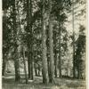 Trees in Redland, California
