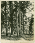 Trees in Redland, California