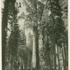 General Sherman Tree, Sequoia National Park, California