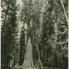 General Sherman, big tree in the giant forest, Tulare County, Cal.