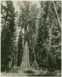 General Sherman, big tree in the giant forest, Tulare County, Cal.