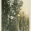 Grizzly Giant