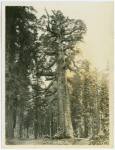 Grizzly Giant