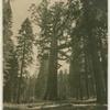Men standing at the base of Wawona