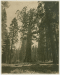 Men standing at the base of Wawona