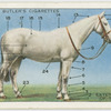 External points of the horse.