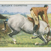 Helping horse after stumbling: correct method.
