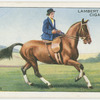 The canter.