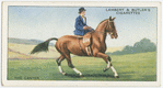 The canter.