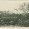 Ivy and rocks in Tappan, N.Y.