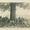 Tree in Tappan, N.Y.