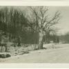 Trees in Tappan, New York