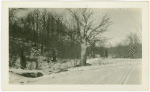 Trees in Tappan, New York
