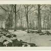 Trees in Tappan, New York