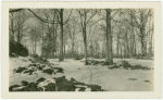 Trees in Tappan, New York