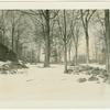 Trees in Tappan, New York