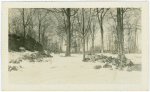 Trees in Tappan, New York