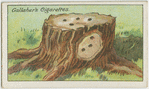 How to kill a tree stump.