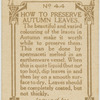 How to preserve autumn leaves.