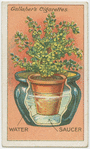 How to grow maidenhair ferns.