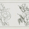 Study of a rose.