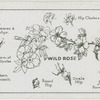 Studies of the wild rose.