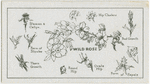 Studies of the wild rose.