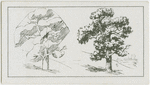 The oak tree.