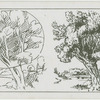 The pollarded willow.