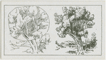 The pollarded willow.