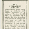 The pollarded willow.