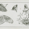 Studies of sparrows.