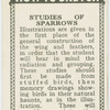Studies of sparrows.