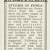 Studies of fowl.