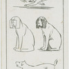 Action sketches of dogs.