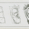 The ear.