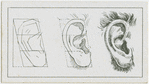 The ear.