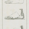 The foot (side view).