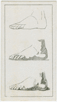 The foot (side view).