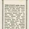 The foot (side view).
