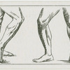 The legs.