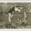 Hound taking a fence.  New Forest foxhounds at Helmsley Station.