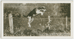 Hound taking a fence.  New Forest foxhounds at Helmsley Station.