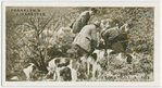Cubbing: digging out a faox.  Miss Guest's foxhounds near Sherborne, Dorset.
