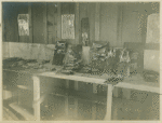 Skinned rats ready for the bacteriologist. Fly paper on the walls shows one of the many precautions to prevent contagion being carried away from these rats and flies.