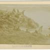 Sea Lions, Seal Rock, Pacific Ocean, near Cliff House, San Francisco, Cal.